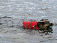 Tripawds GSD Wyatt Swims Crystal Lake