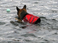 Tripawds GSD Wyatt Swims Crystal Lake