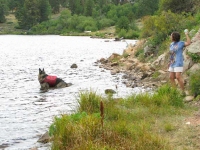 Tripawds GSD Wyatt Swims Crystal Lake