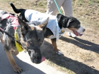 Morris Animal Foundation K9K Walk Estes Park, CO