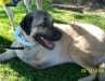 Cemil Hops to Cure Canine Cancer