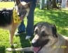 Tripod Cancer Heroes Cemil and Montana