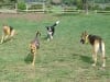Northern California Team Tripawds