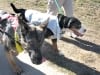 Morris Animal Foundation K9K Walk Estes Park, CO