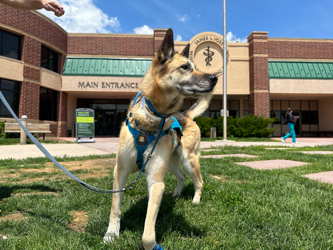 Colorado State Orthopedic Medicine and Mobility patient Nellie B. Dawg