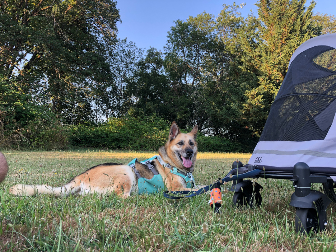 German Shepherd with Dog Stroller