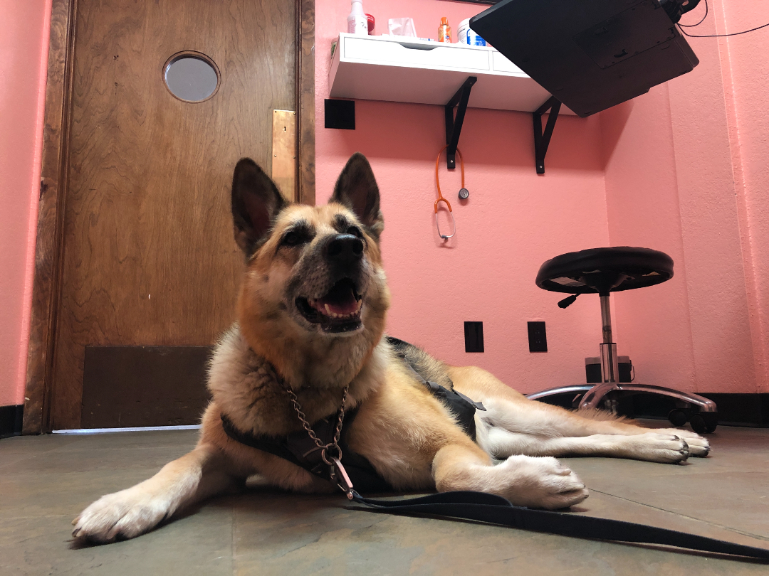 German Shepherd waits for pet cannabis and cbd pain product tips