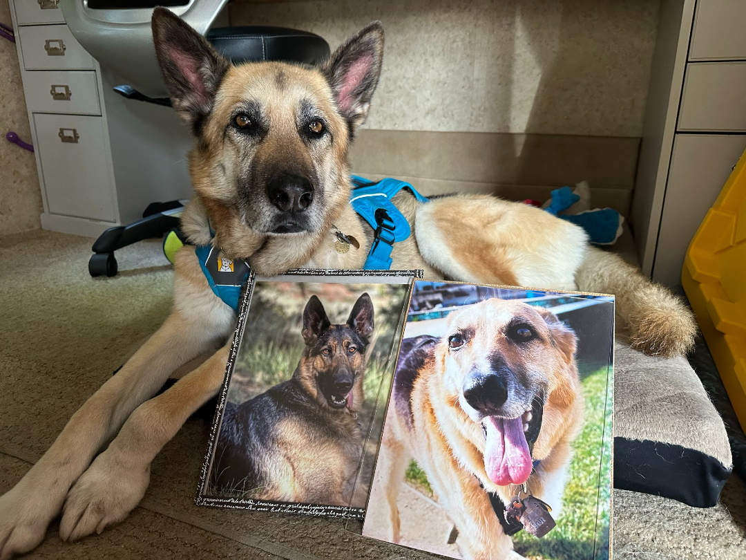 Nellie is our third Tripawds Spokesdog (with Angel Wyatt, left, and Spirit Jerry, right)