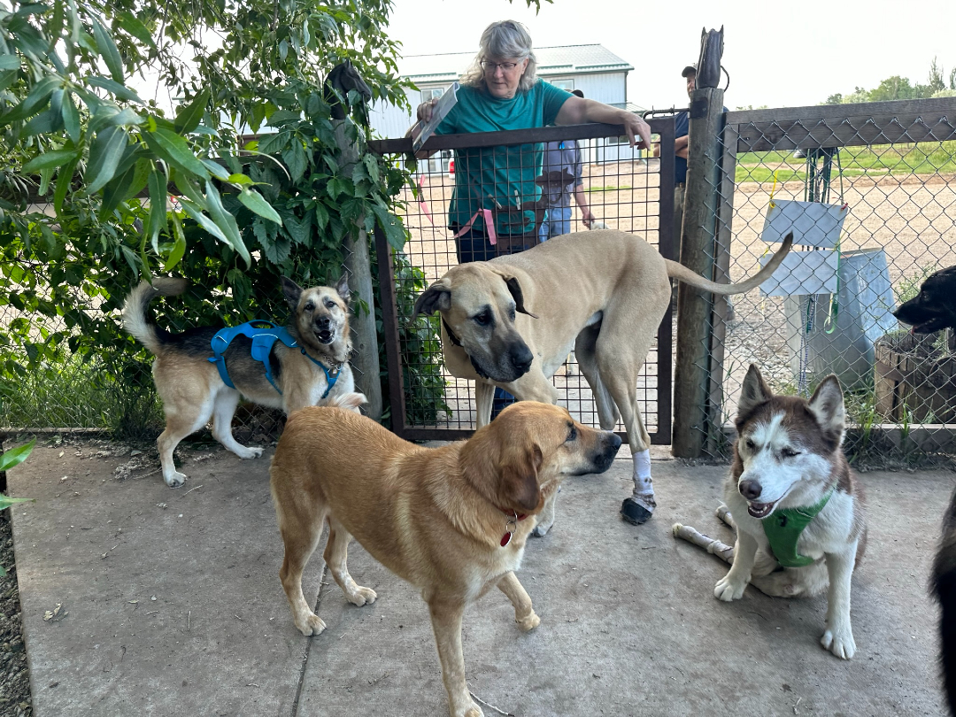 Special needs dogs and Nellie in Colorado