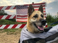 Nellie the Patriotic German Shepherd