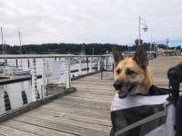 Nellie goes to Florence, Oregon