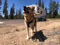 Nellie's first road trip in Oregon Mountains