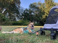 Nellie loves her Pet Gear Expedition Dog Stroller