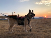 081822_NellieShasta
