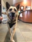 Nellie at Sierra Vet in Carson City Nevada