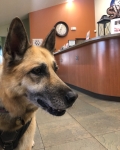 Nellie at Sierra Vet in Carson City Nevada