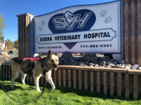 Nellie at Sierra Veterinary Clinic Carson City Nevada