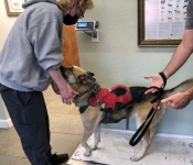 Nellie at Sierra Veterinary Clinic Carson City Nevada