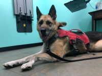 Nellie at Sierra Veterinary Clinic Carson City Nevada