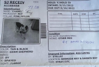 Chanel "Nellie" Shelter Intake Record