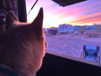 Nellie enjoys the morning sunrise