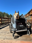 Nellie in the Burley Bark Ranger Dog Stroller