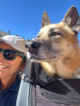 Nellie in the Burley Bark Ranger Dog Stroller