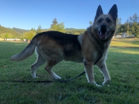 Honorary Tripawd Nellie