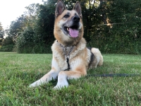 Honorary Tripawd Nellie