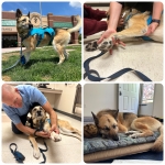 Nellie goes to Colorado State Orthopedic Medicine and Mobility