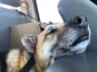 Honorary Tripawd Nellie