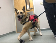 Nellie at Bush Animal Hospital Eugene Oregon