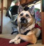 Honorary Tripawd Nellie