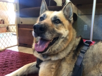 Honorary Tripawd Nellie