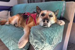 Nellie takes a break