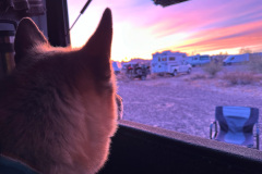 Nellie enjoys the morning sunrise