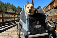 Nellie in the Burley Bark Ranger Dog Stroller