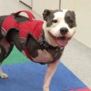 Tripawd Tuesday: A Salute to Pittie Princess Lu Lulu2