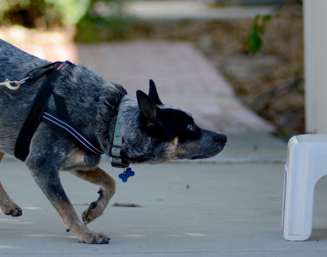 Scent Game and Nose Work For Dogs 