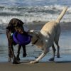 Spree the Tripawd Breaks Leg But Bounces Back Beautifully Spree-the-Tripawd