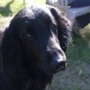 Tripawd Tuesday: Histiocytic Sarcoma Didn’t Stop Tate from Loving Life SONY-DSC