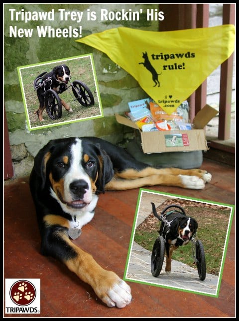 Tripawd Dog Wheelchair Training Tips For Front Leg Amputees