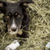 Ziggy Recovers from High-Tech 3D Limb Deformity Surgery Ziggy-2014-06-29