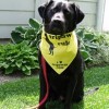 Tripawd Tuesday: Murphy’s Miraculous Milestone murphyswindell