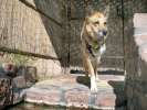 20080427w_hottubdog01.jpg