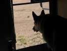 Looking for Spirit Dog at Rancho de las Golandrinas