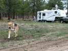 Boondocking in the Carson National Forest, and loving it!