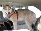 Calpurnia ready to go after Colorado Trail walk with Jerry