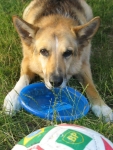 German Shepherd Border Collie obseses
