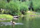 Swimming at Hogan Lake